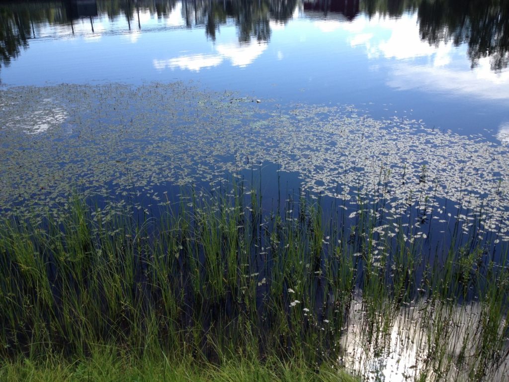 Skog och himmel speglar sig i vattenyta